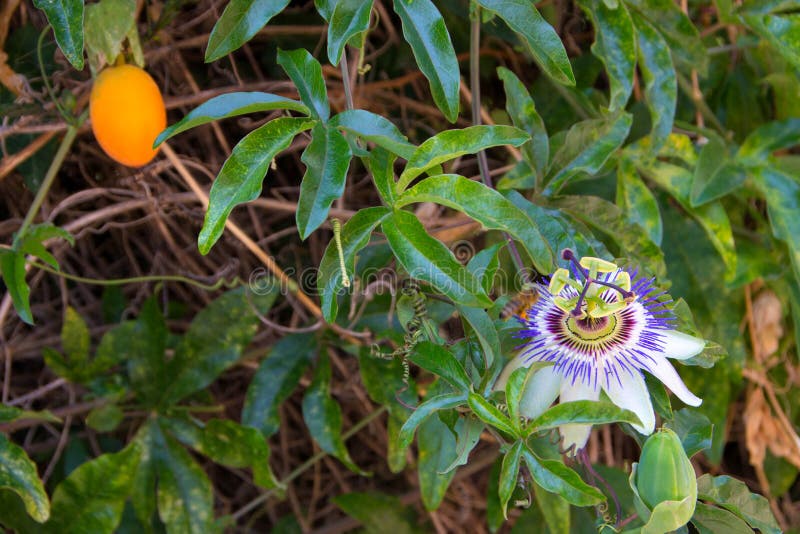 Passion Flowers or Passion Vines Stock Photo Image of closeup, beauty