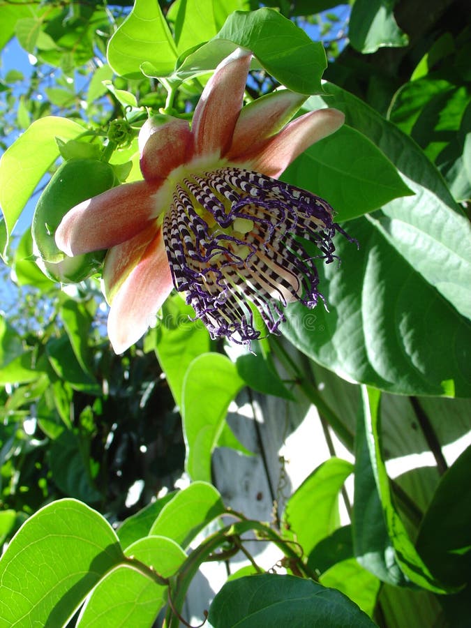 Passion fruit flower