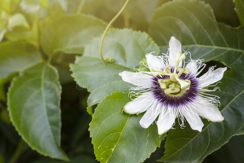 Passion Fruit Flower Bloom on Tree with Sunlight on Nature Background