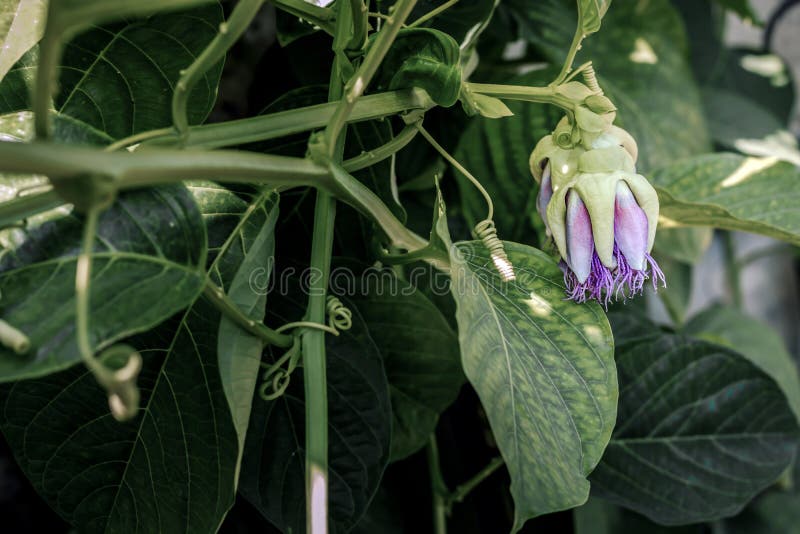 Passion Fruit Flower Buds among the Green Foliage of the Plantation