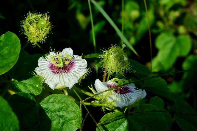 Passion Fruit Flower in Passion Fruit Garden Stock Photo Image of