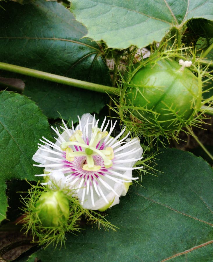 Passion Fruit, Jamaica Honeysuckle or Yellow Granadilla Hang O Stock
