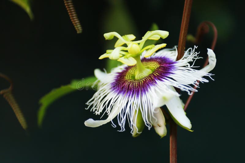 Tropical Passion Fruit Flower Stock Image Image of nature, rainforest 49607621