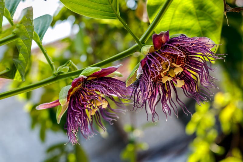 Passion Fruit Flowers when Blooming in the Plantation during the Day