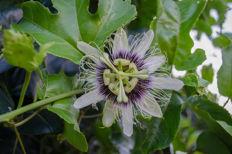Passion fruit Flowers stock photo. Image of green, plant 116809030