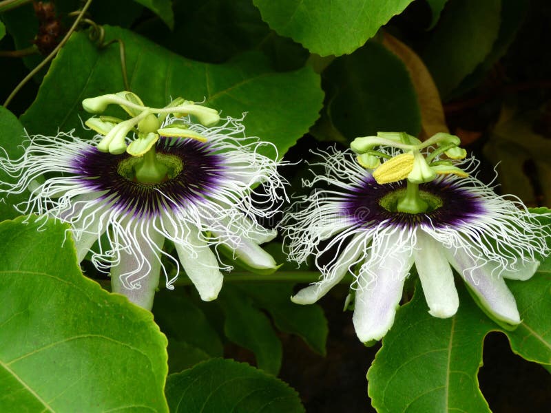 Passion Fruit Flower stock image. Image of nature, natural 65750503