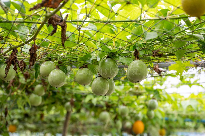 Passion Fruit Growing on Mesh Ceiling in Plantation Stock Image Image