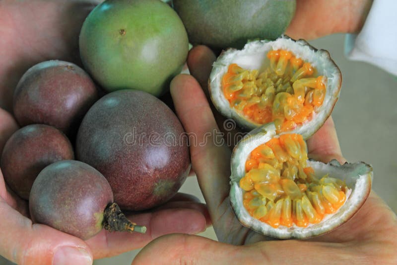 Passion fruit, Maracuja, Passiflora edulis, on the vine in plantations, near El Jardin, Antioquia, Colombia stock image Passion fruit, Maracuja, Passiflora edulis, on the vine in plantations, near El Jardin, Antioquia, Colombia stock image