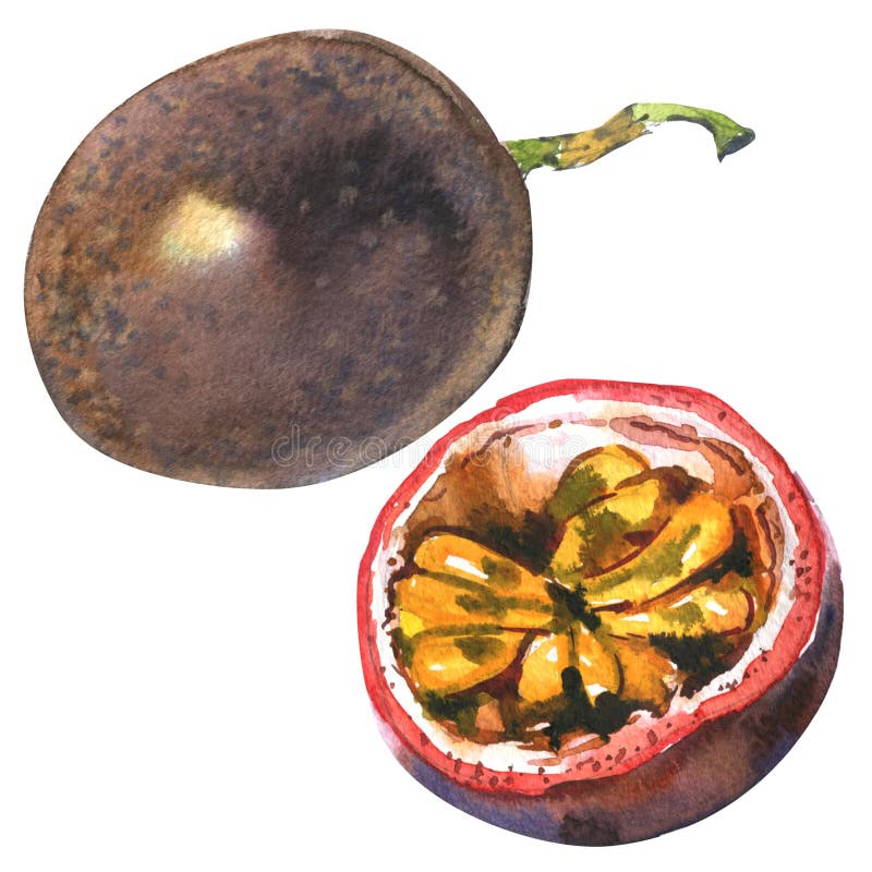 Passion fruit, passionfruit, maraquia, whole and half, slice, , watercolor illustration on white. Passion fruit, passionfruit, maraquia, whole and half, slice royalty free stock photos Passion fruit, passionfruit, maraquia, whole and half, slice, , watercolor illustration on white. Passion fruit, passionfruit, maraquia, whole and half, slice royalty free stock photos