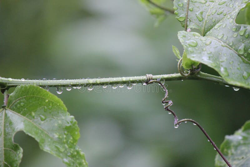 Passion Fruit Plant with Rain Drop Stock Image Image of plant, drops