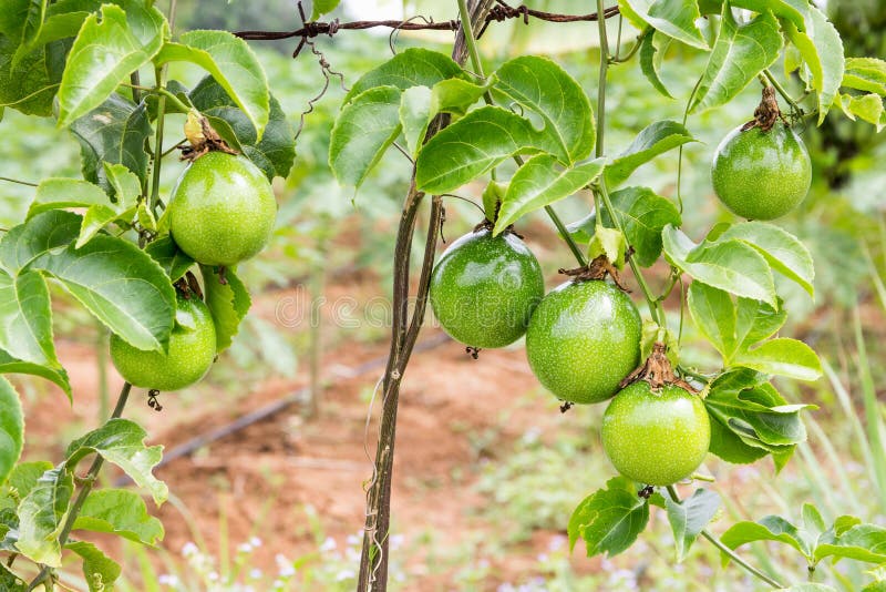 Passion fruit tree stock image. Image of exotic, nutrition 75438169