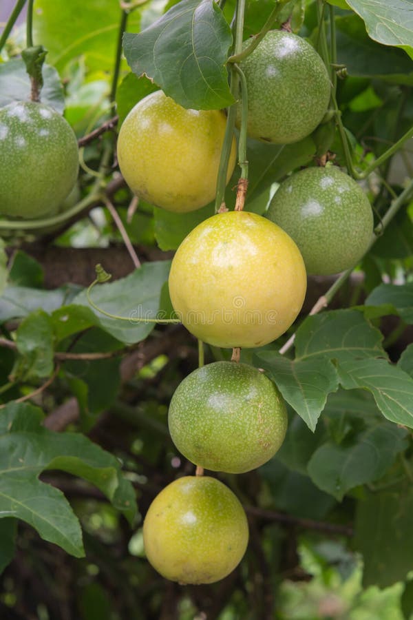 Passion fruit on a tree stock photo. Image of garden 125716354