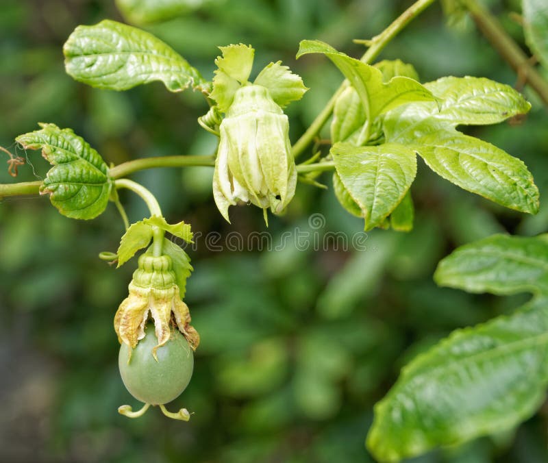 Passion fruit on the vine stock image. Image of azores 48666791