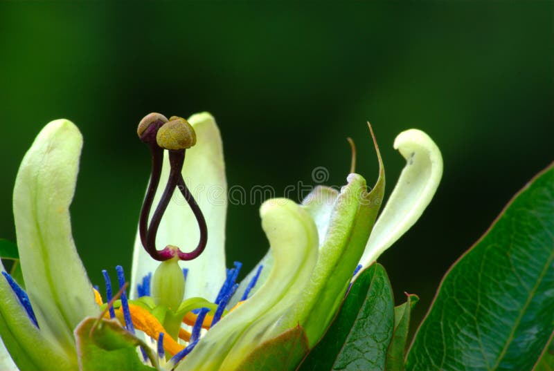 A beautifull passion flower, opening its petals. A beautifull passion flower, opening its petals