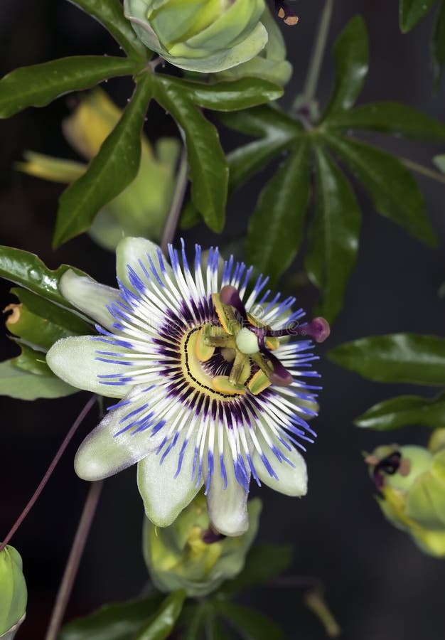 Passionflower Azul (caerulea Do Passiflora) Foto de Stock Imagem de
