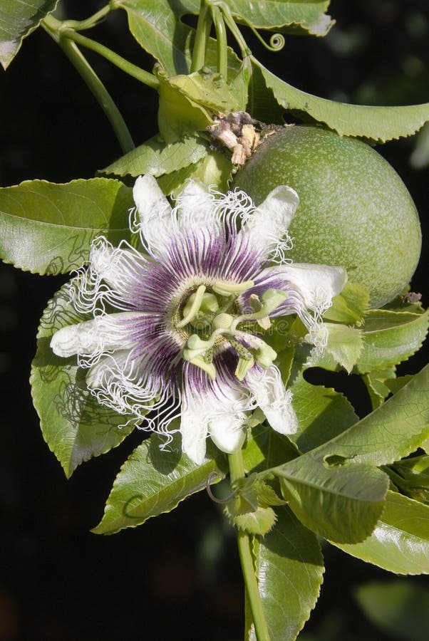 Passionflower flower