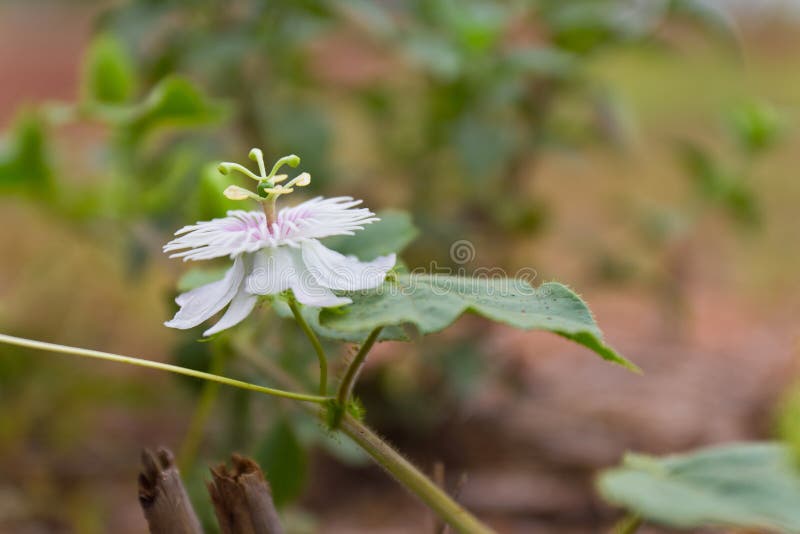 Passionflower foetida obraz stock Passionflower foetida obraz stock
