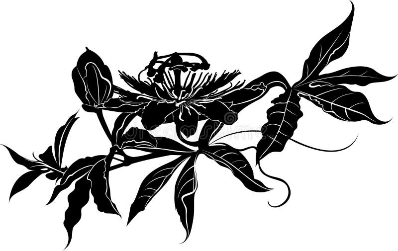 Passionflower. Passiflora passionflower. Passion flower royalty free illustration