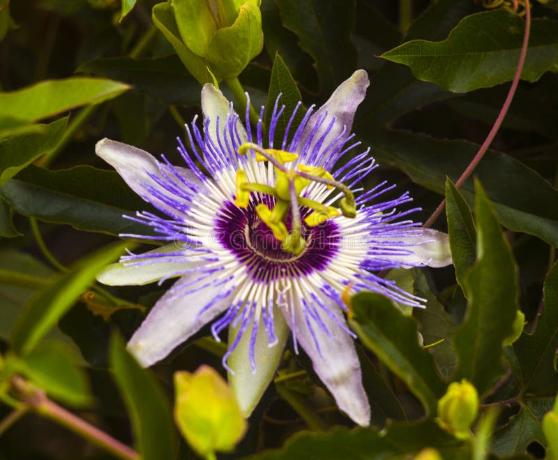 Passionflower. Passiflora Passionflower with Dew Water Drops Stock