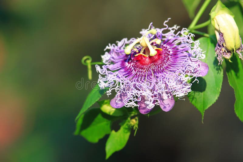 Passionfruit flower stock photo. Image of flower, passionfruit 52050606