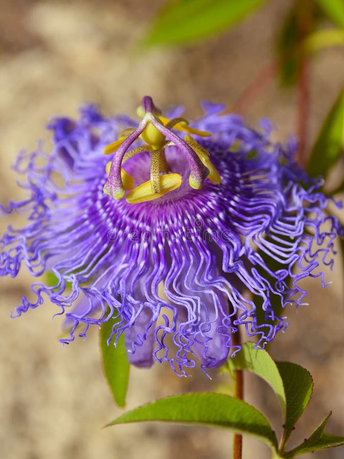 Passionsblume incarnata, das allgemein als Maypop, purpurrote Passionsblume, wilde Aprikose bekannt ist, ist eine schnell wachsen stockfotos Passionsblume incarnata, das allgemein als Maypop, purpurrote Passionsblume, wilde Aprikose bekannt ist, ist eine schnell wachsen stockfotos