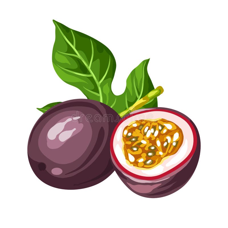 Passionsfrucht getrennt auf weißem Hintergrund Illustration der tropischen Anlage stock abbildung Passionsfrucht getrennt auf weißem Hintergrund Illustration der tropischen Anlage stock abbildung