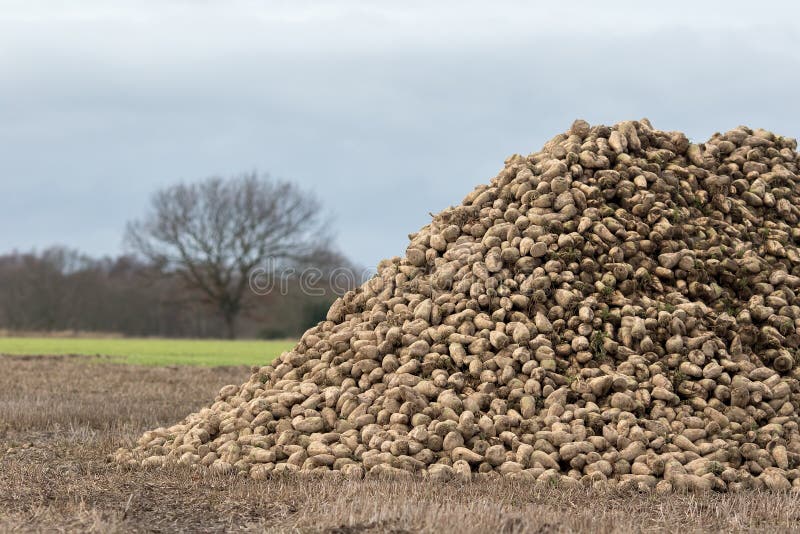 Pasta di barbabietole da zucchero Raccolta delle colture biologiche da Norfolk UK fotografie stock libere da diritti Pasta di barbabietole da zucchero Raccolta delle colture biologiche da Norfolk UK fotografie stock libere da diritti