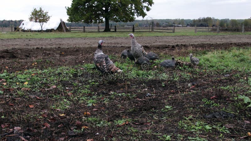 Pastagem de pintadas num campo agrícola em busca de alimentos