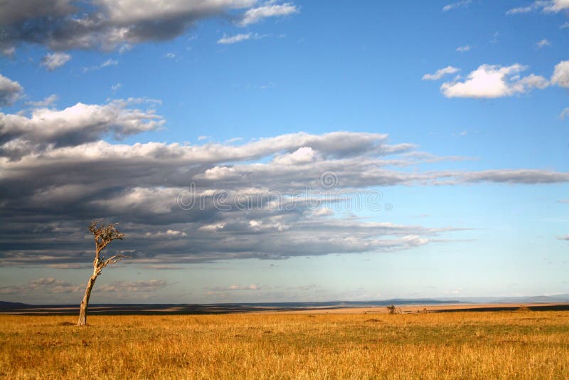 Pastagem do Masai Mara