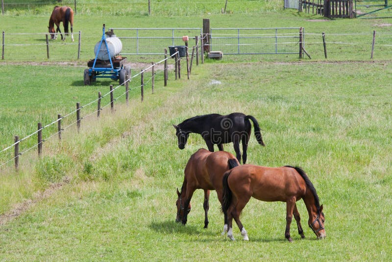 Pastando cavalos em um prado com limite