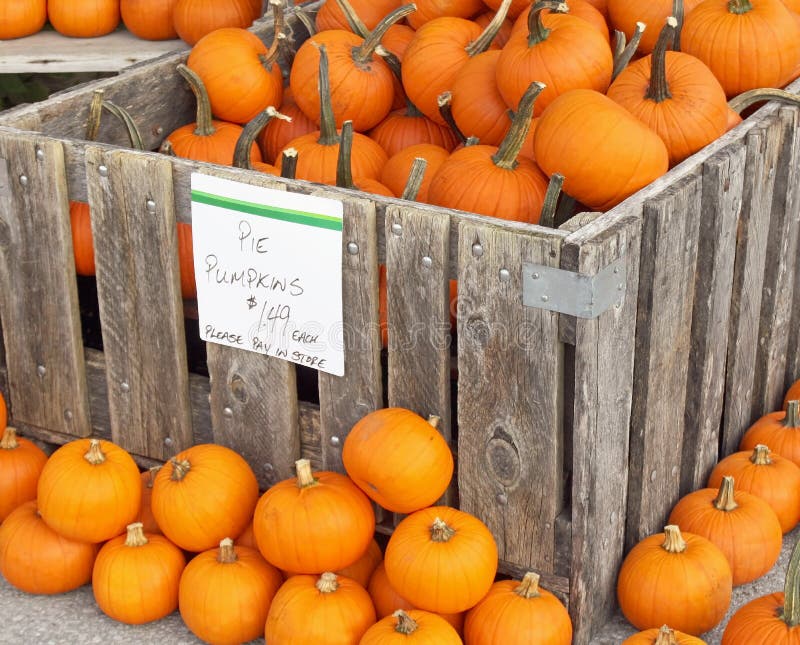 Pasteipompoenen voor Verkoop bij een Landbouwers` s Markt royalty-vrije stock foto's Pasteipompoenen voor Verkoop bij een Landbouwers` s Markt royalty-vrije stock foto's