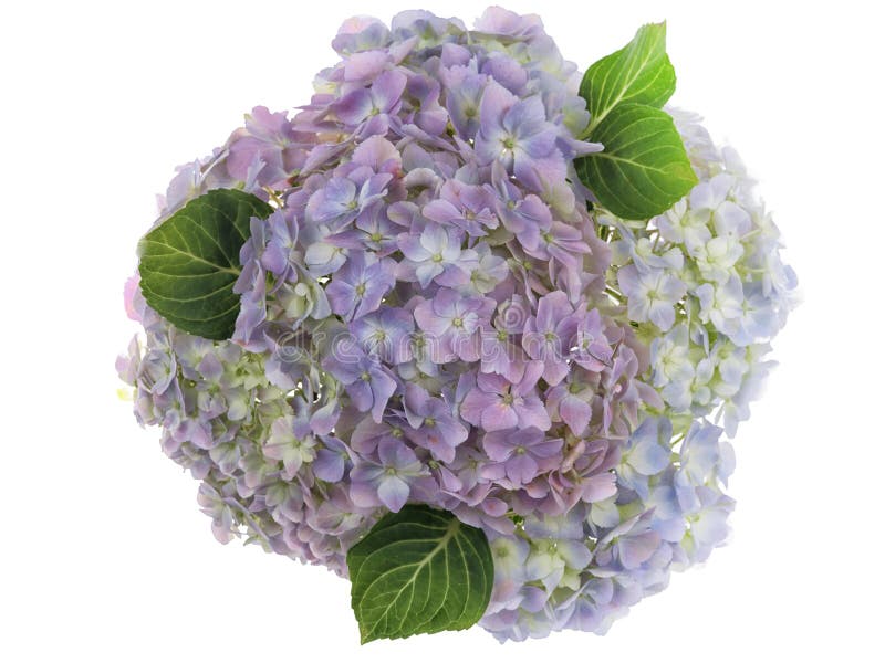 Pastel barwiąca grupa fotografująca świeża hortensja kwitnie na białym tle obrazy stock Pastel barwiąca grupa fotografująca świeża hortensja kwitnie na białym tle obrazy stock