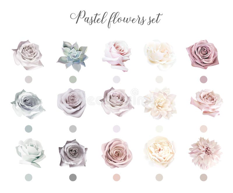 Dusty Pink, Pastel, Black Flowers Big Vector Design Set. Hydrangea