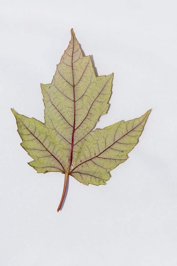 Pastel Green and Red Fall Maple Leaf, Enlarged Stock Photo Image of