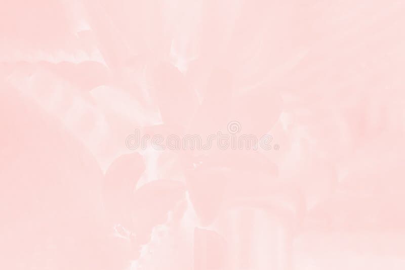 Light Pink Background Stock Photos Images and Backgrounds for Free Download