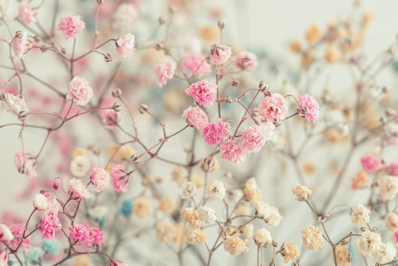 Pastel multi-colored gypsophila flowers close-up