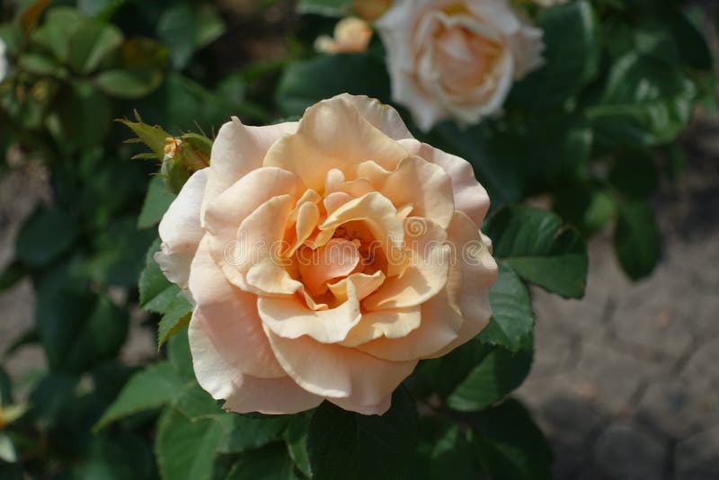 Pastel Orange Flower of Rose in July Stock Image Image of florescence