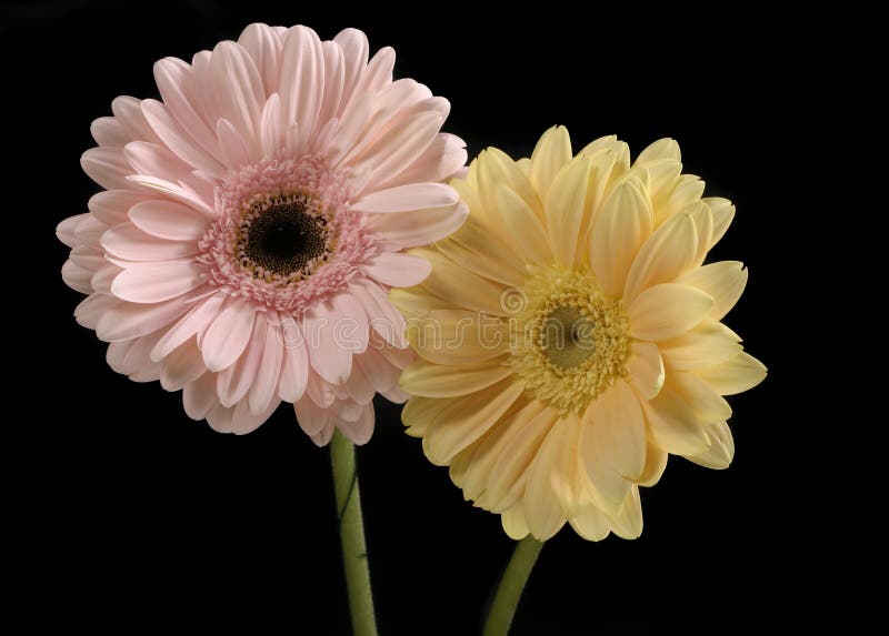Pastel Pink and Butter Yellow Gerberas