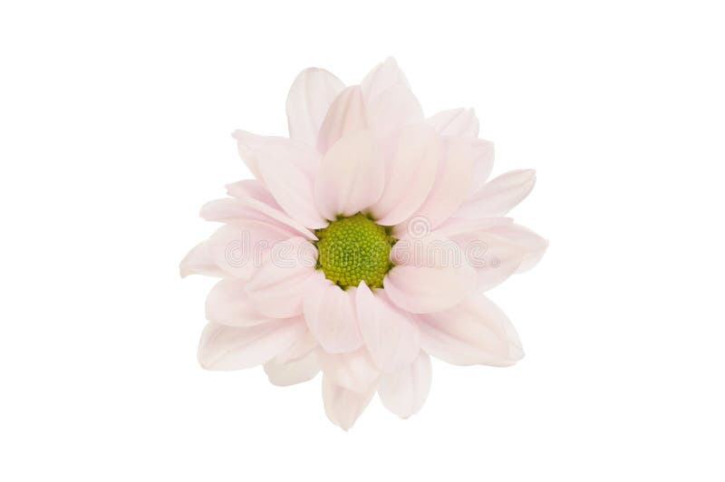 Pastel pink chrysanthemum