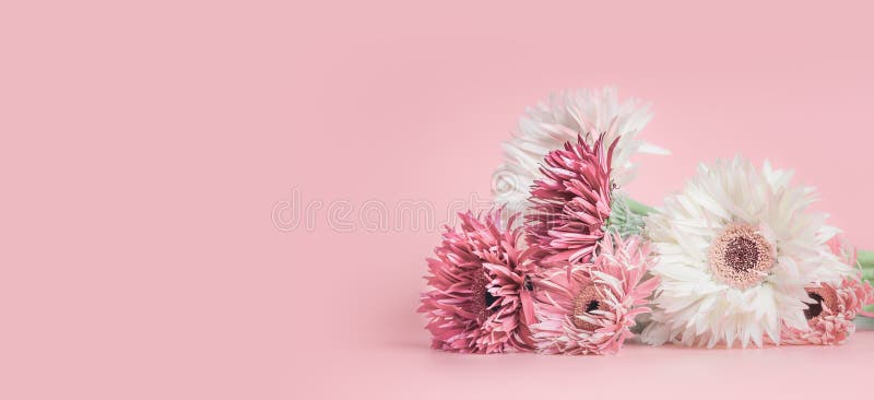 Pastel pink floral banner or template background with aster, Gerbera and daisies