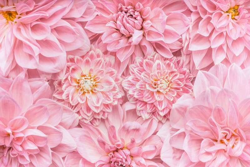 Pastel pink flowers background, top view, Layout or greeting card for Mothers day, wedding or happy event
