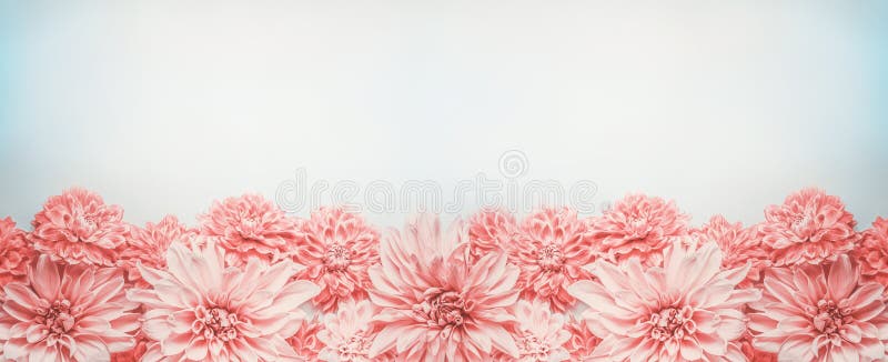 Pastel pink flowers banner or border on pale blue background, top view. Floral layout