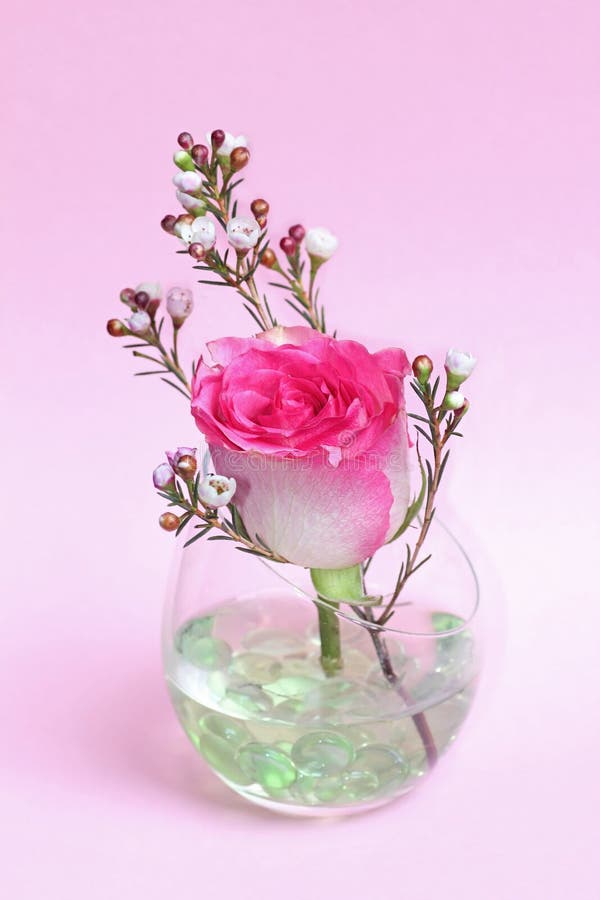 Pastel Pink Rose and Wax Flower in a Glass Stock Photo - Image of glass, anniversary: 39063338 Pastel Pink Rose and Wax Flower in a Glass Stock Photo - Image of glass, anniversary: 39063338