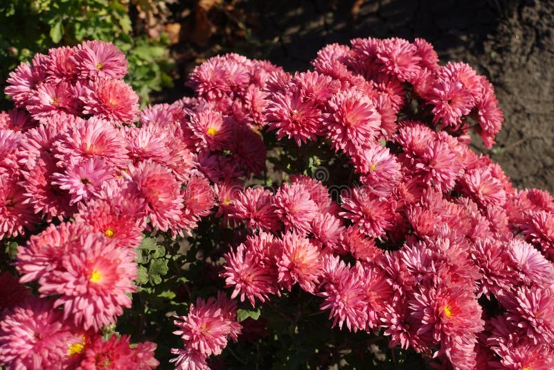 Chrysanthemum salmon pink stock image. Image of chrysanthemum 175068235