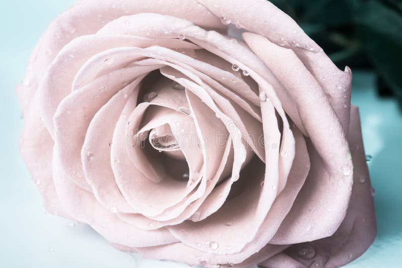 Pastel gentle toned roses with drops, closeup. Pastel gentle toned roses with drops, closeup