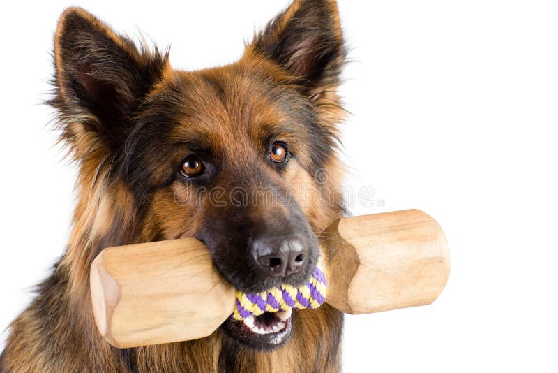 Pasterski pies z drewnianym dumbbell kształta apporte szkolenia przedmiotem odizolowywającym