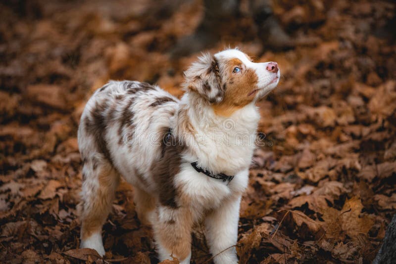 An Australian Shepherd dog standing on dropped leaves. An Australian Shepherd dog standing on dropped leaves