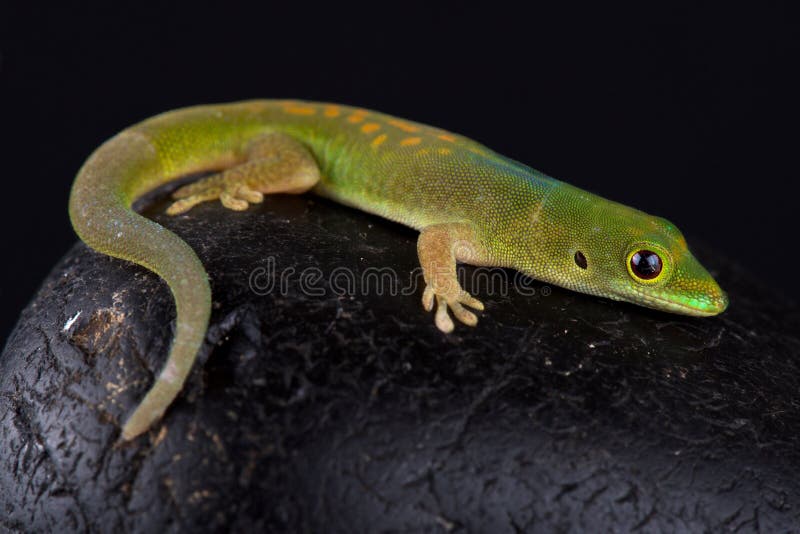 Pasteur`s day gecko Phelsuma pasteuri is a diurnal lizard species endemic to the Comoros islands. Pasteur`s day gecko Phelsuma pasteuri is a diurnal lizard species endemic to the Comoros islands.