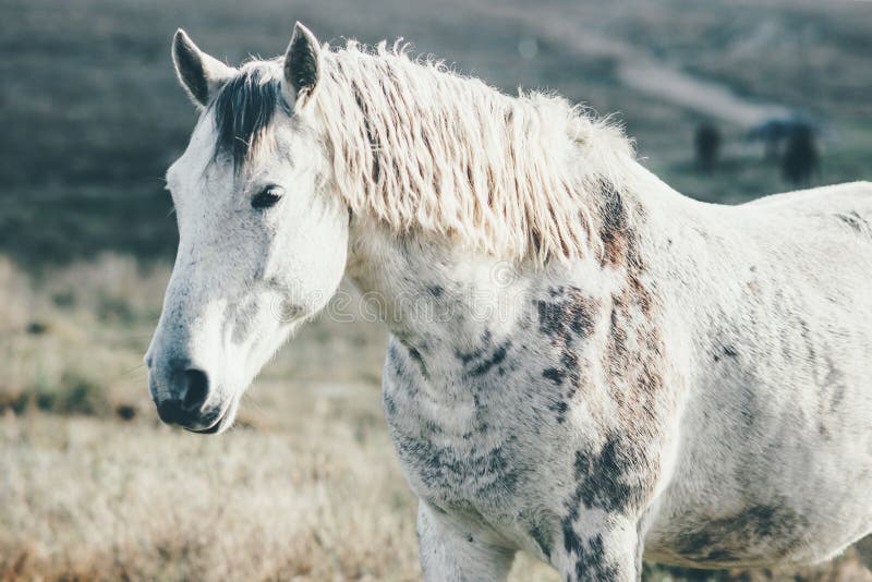 Pasto animal corriente del caballo blanco que pasta paisaje del campo imágenes de archivo libres de regalías Pasto animal corriente del caballo blanco que pasta paisaje del campo imágenes de archivo libres de regalías