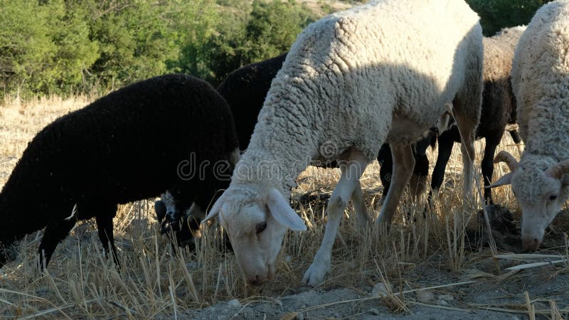 Pasto de ovelha